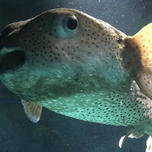 Meet your Posher, Jaime